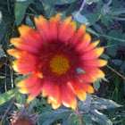 Indian paintbrush