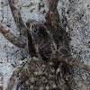 Rabid Wolf Spider (with babies)