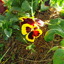 Pansy