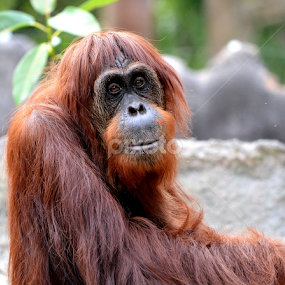 Orangutan by Milton Moreno - Animals Other Mammals