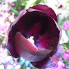 Tulip (dark purple)