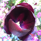 Tulip (dark purple)