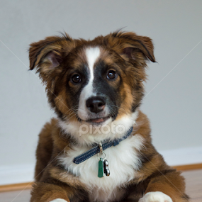 Henry #6 by Christopher Fenning - Animals - Dogs Portraits