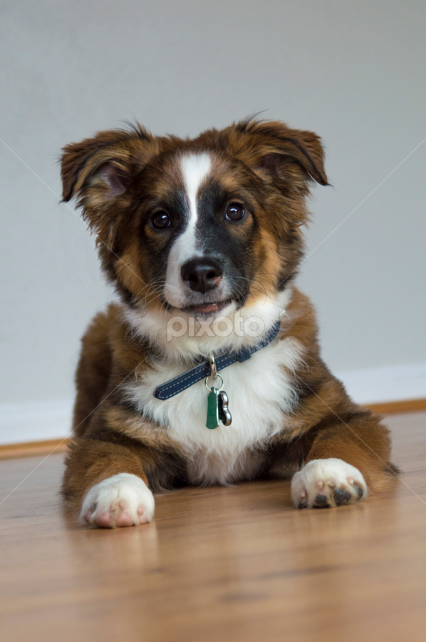 Henry #6 by Christopher Fenning - Animals - Dogs Portraits