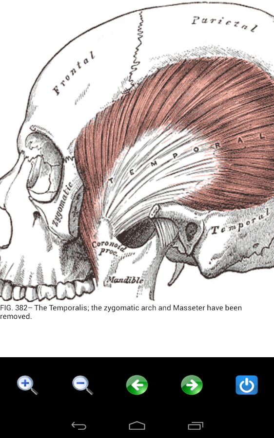 Visual Anatomy (payant +free) HsT1mBAtW2IM-gYx1XY5q0Es6jmigkEtKCoXJDg36KtY8-KDQra9f5YcDTI-YRnm0Q=h900