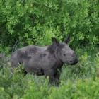 Southern White Rhino