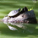 Red-eared slider x Yellow-bellied slider