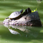 Red-eared slider x Yellow-bellied slider