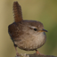Bird Atlas Recording Software