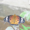 Indian Fritillary (female)