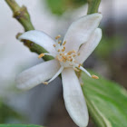 Meyer Lemon