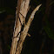 Spiny Stick Insect - Female