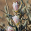 Wooly Bindweed