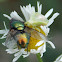 Ambush Bug nymph feeds on Bottle Fly
