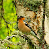 Chaffinch male (call)