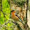 Chaffinch male (call)