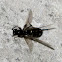 Black Cockroach Hunter Wasp