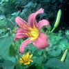 Day lilly