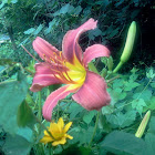 Day lilly