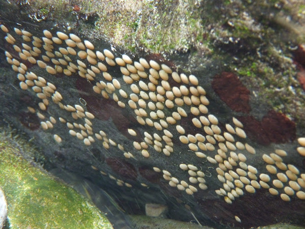 Nerite Snail Eggs | Project Noah