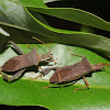 Leaf-footed bugs (pair)