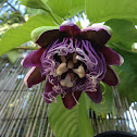 Grafted Panama Red Passionfruit