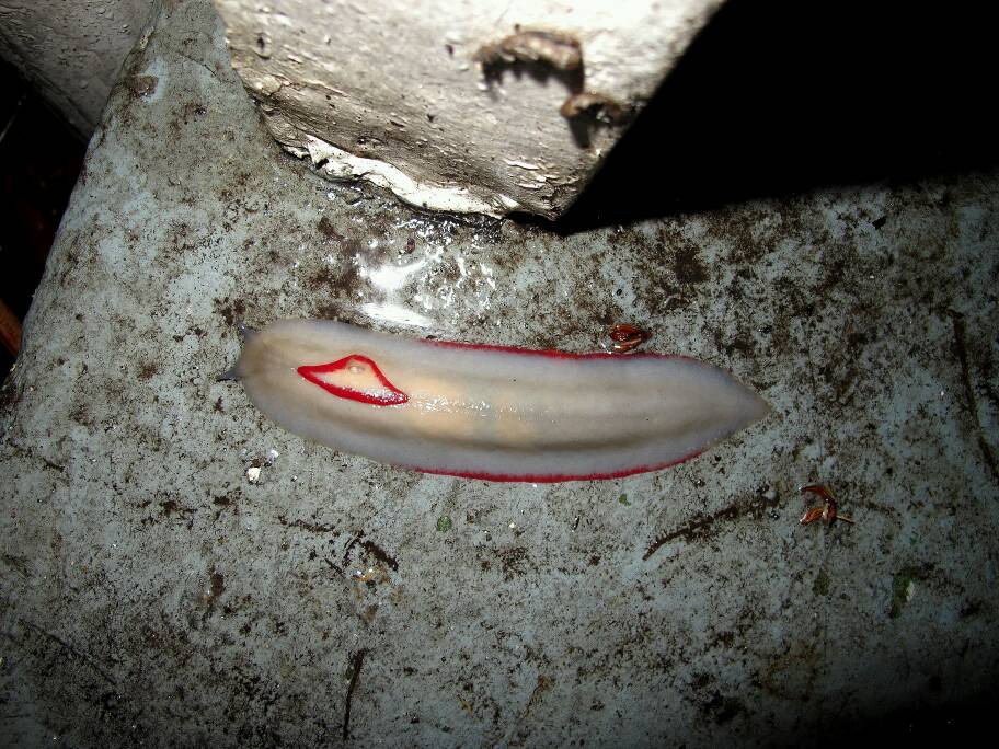 Red triangle slug