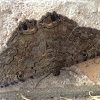 Black Witch Moth