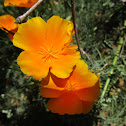 California Golden Poppy