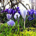 Crocus