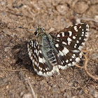 Indian Skipper