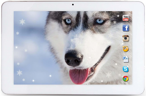 【免費個人化App】Husky Cool Photo livewallpaper-APP點子