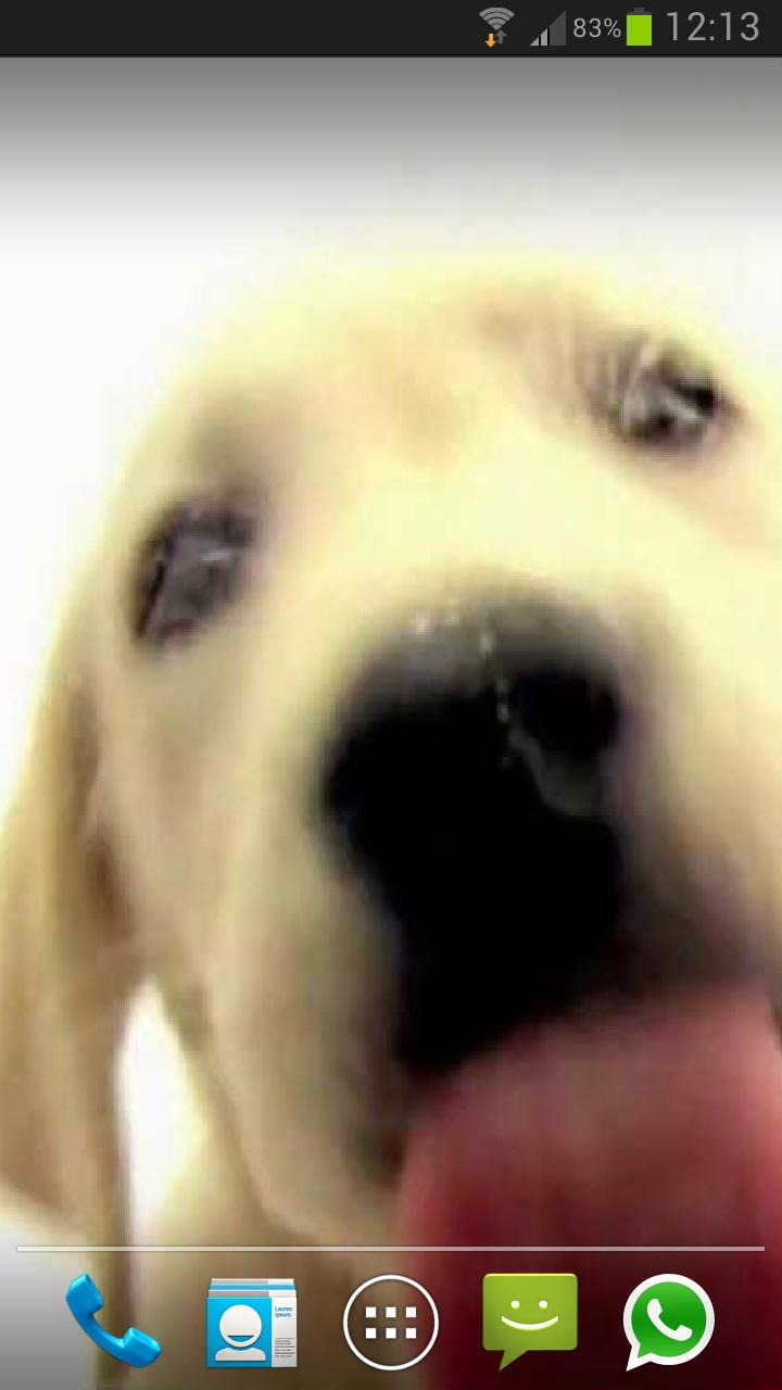 DOG SCREEN CLEANER LWP PRO Screen 2