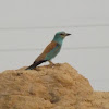 European Roller