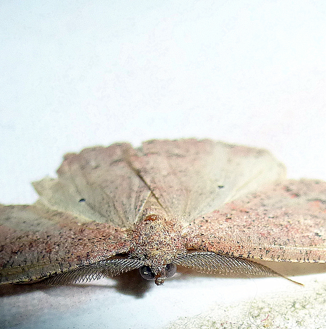 Geometrid Moth (Part 1)