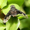 Black Beefly