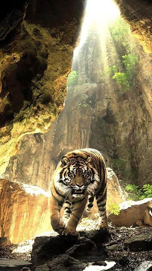 Android application Tigers Live Wallpaper screenshort