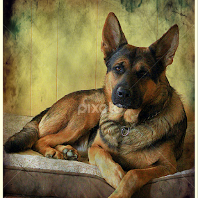 Nobel  by Dawn Vance - Animals - Dogs Portraits