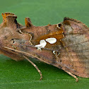Two-spotted Looper