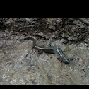 Northern dusky salamander