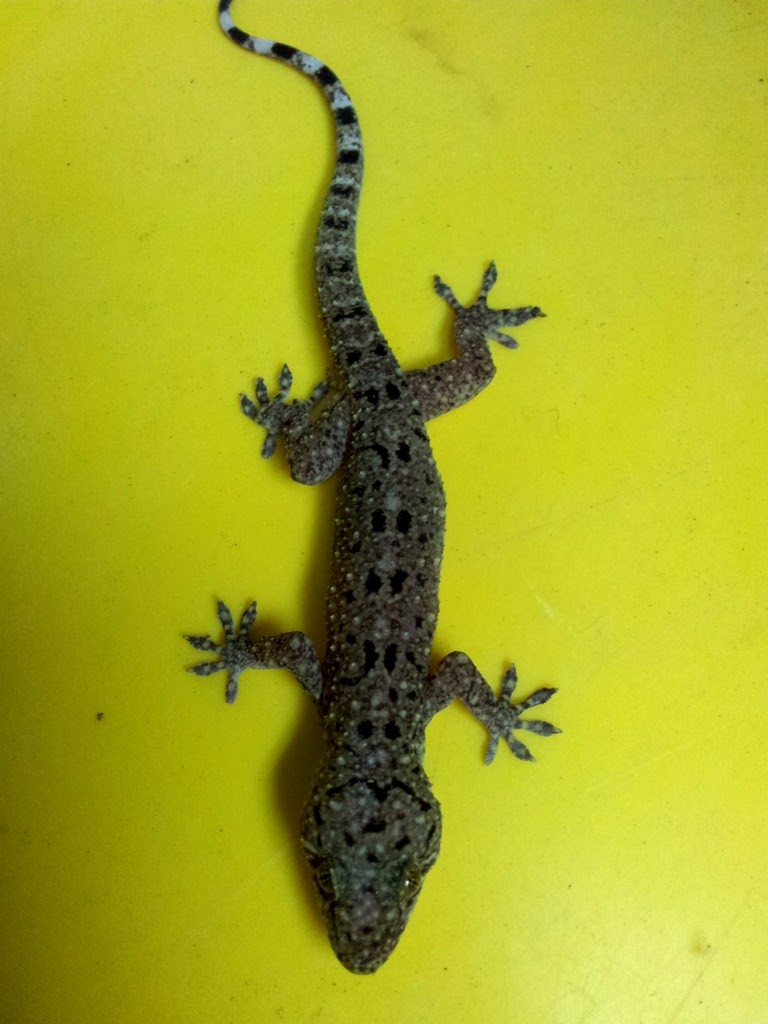 Spotted House Gecko