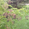 Common Elderberry