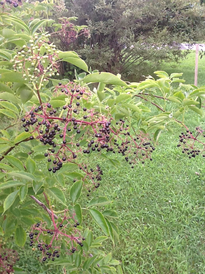 Common Elderberry