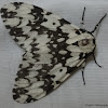 Lymantria Moth
