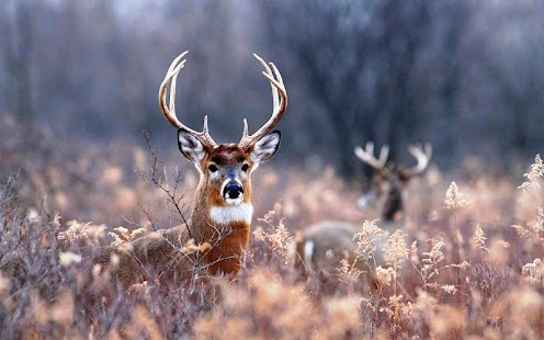 Deer Wallpaper Screenshots 6
