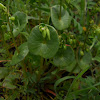 Miner's Lettuce