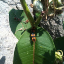 Milkweed bug