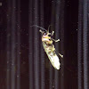 Big Dipper Firefly
