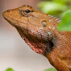 Oriental garden lizard or Indian Garden Lizard