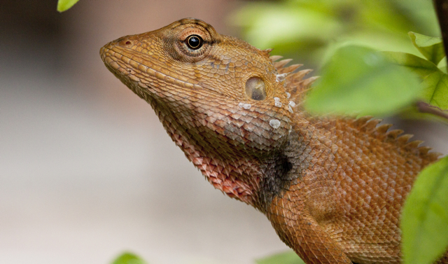 Oriental garden lizard or Indian Garden Lizard
